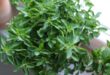 مزایای پونه از نظر ابوعلی سینا